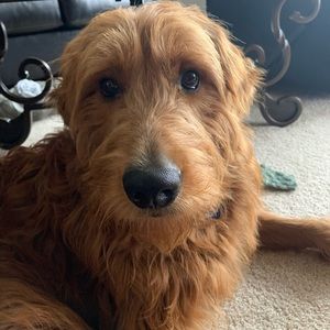 Meet your Posher, Haley